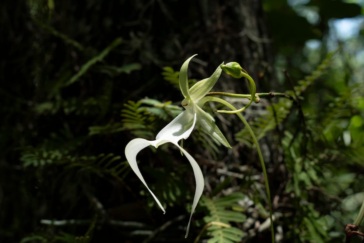 The Ghost Orchid